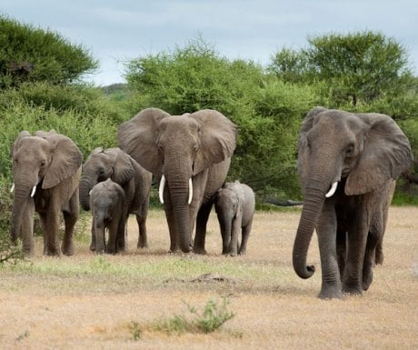 Elephant Herd - Mashatu Camp Tuli Area - Botswana