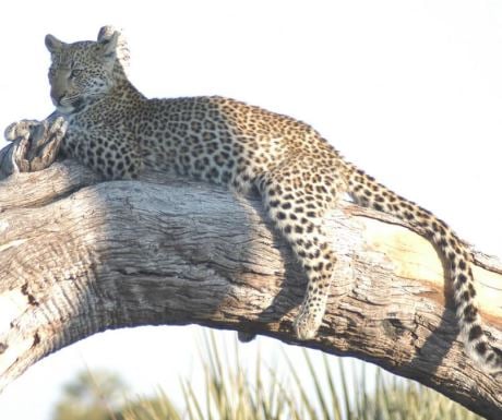 Leopard - Linyanti Bush Camp - Botswana