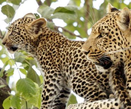 Leopard Mombo Camp Wilderness Safaris