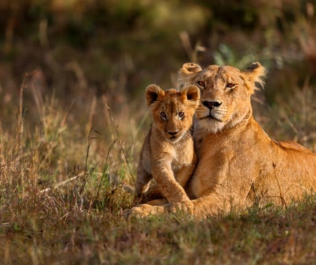 Lioness and cub obeying the rule of thirds