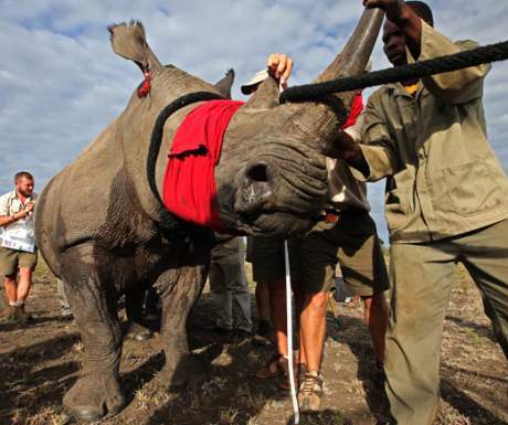 Rhino Relocation Botswana - Great Plains - AndBeyond