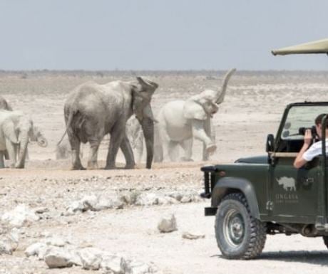 Wildlife Drive From Ongava in Namibia