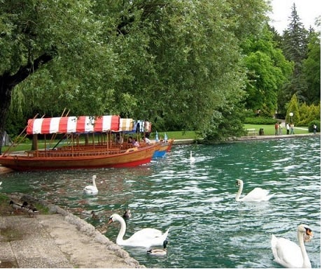 Bled lake,pletna boat and swans