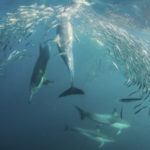 Bottlenose dolphins off the coast of KwaZulu-Natal