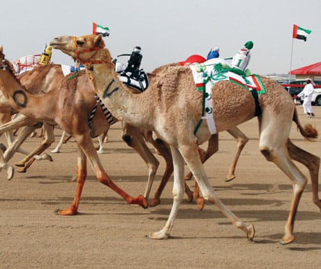 Camel Racing