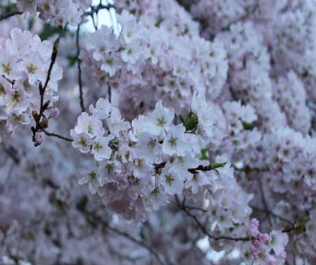 cherryblossoms