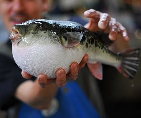 tora fugu