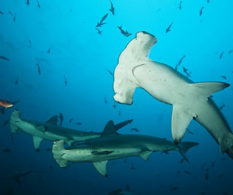 Galapagos hammerhead