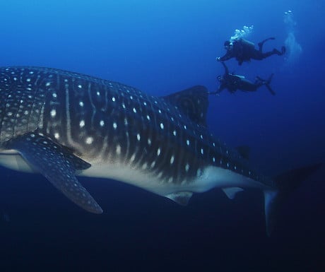 Galapagos whaleshark diving