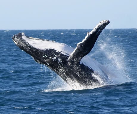 Humpback whale breaching