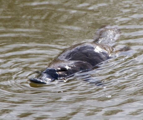 The famously odd-looking platypus