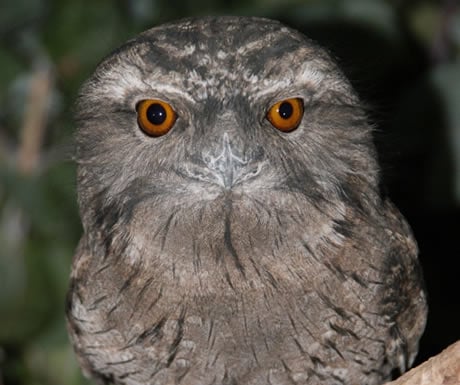 Tawny frogmouth owl