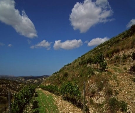 crete wine