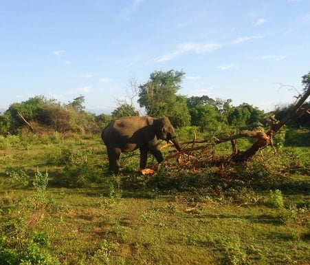 udawalawe national park