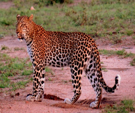 Leopard at Sabi Sabi