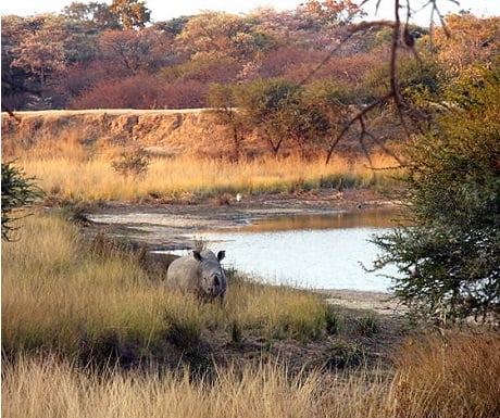Monate Game Lodge protects the endangered rhino