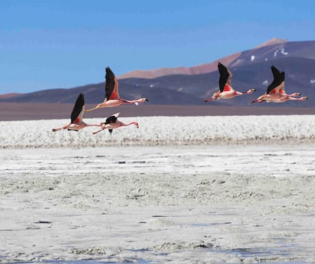 Lagoon Brava, La Rioja, Argentina