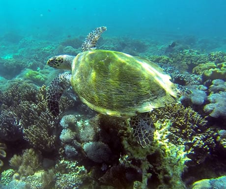 A turtle in the waters off Komodo National Park