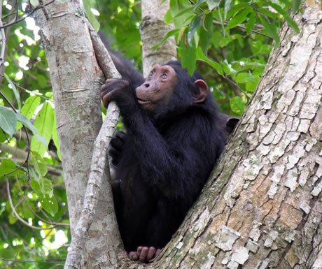 Chimpanzee, Mahale Mountains National Park