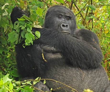 Bwindi gorilla