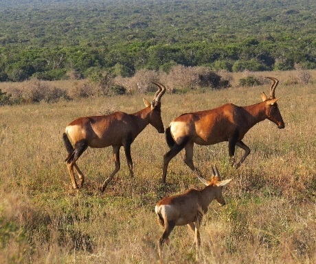 Reh hartebeest in Addo Elephant National Park, South Africa
