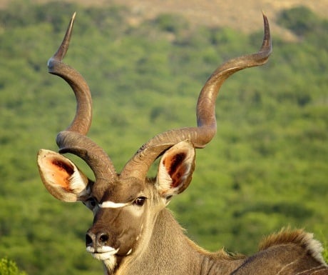 Ragal kudu bull in Addo Elepphant National Park, South Africa