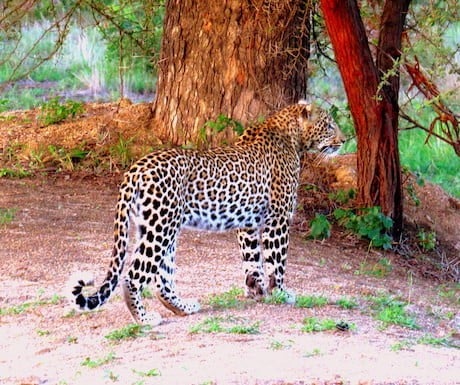 Leopard On Safari
