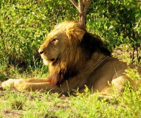 Lion in Kruger National Parki