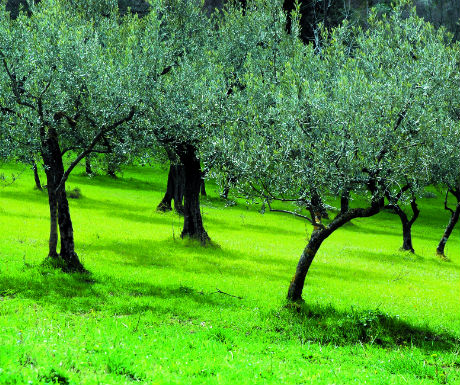 olive-trees