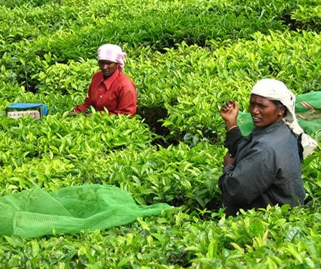 Tea pickers near Munnar, india 