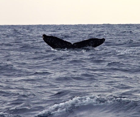 Whales Okinawa