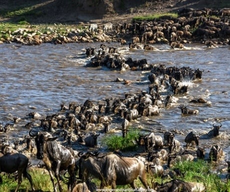 Wild Frontiers wildebeest river crossing