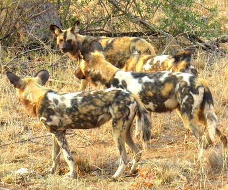 african-wild-dogs