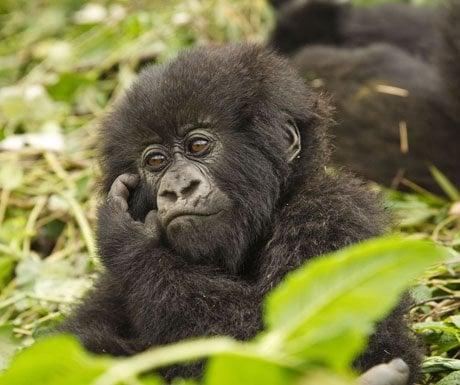 5 tips for a memorable gorilla trekking experience