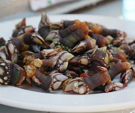 ganbara-percebes