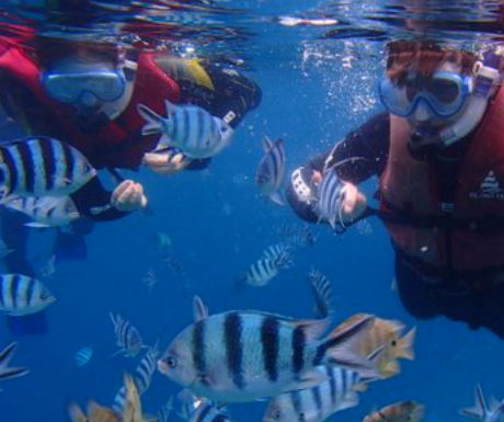 Snorkeling in Japan