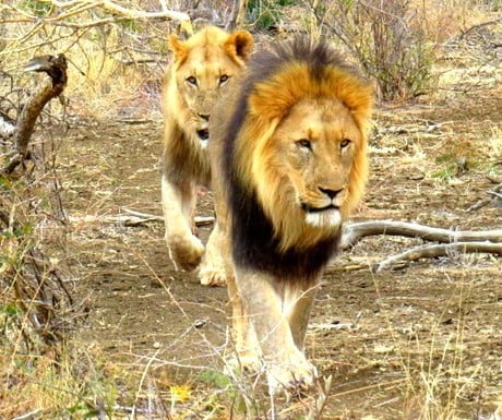 lions-in-madikwe-game-reserve