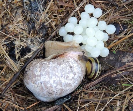 Snail Eggs