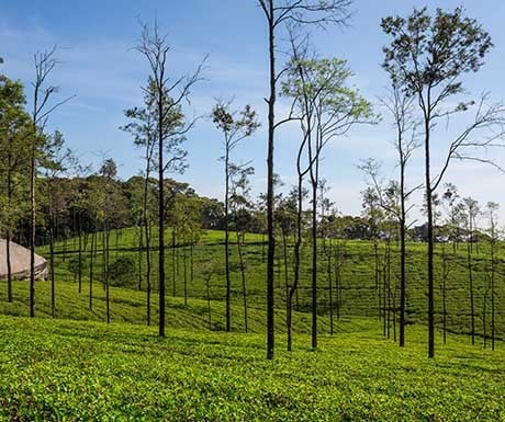 tea-plantation-in-the-highlands