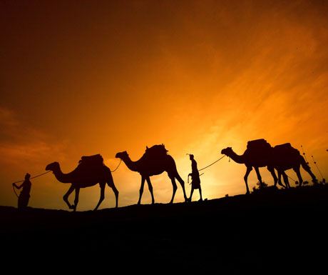 Camels silhouette Sabuk Laikipia Kenya Christmas safaris