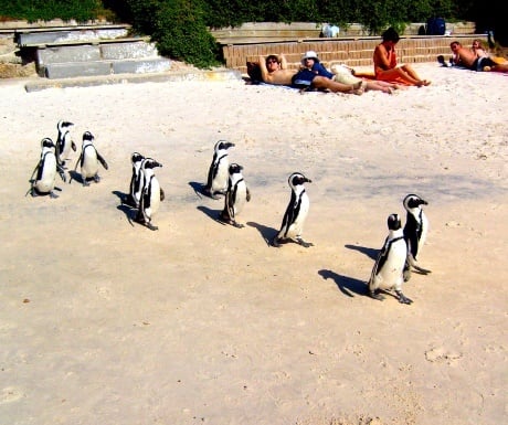 Boulders Beach