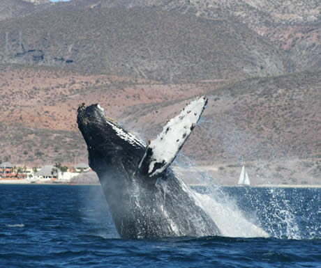 Humpback whale breaching in Baja California, Mexico