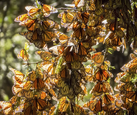 Monarch butterfly migration in Mexico