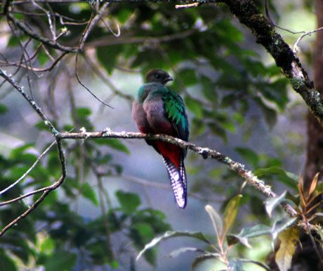 Quetzal bird in Costa Rica