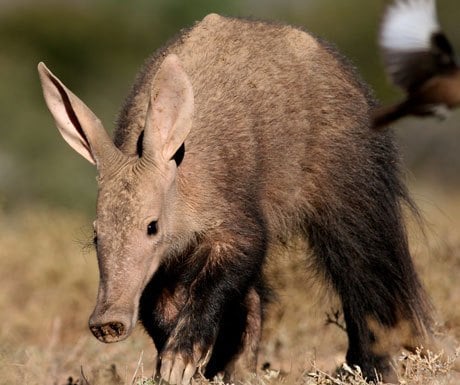 Samara-Reserve-South-Africa-Aardvark