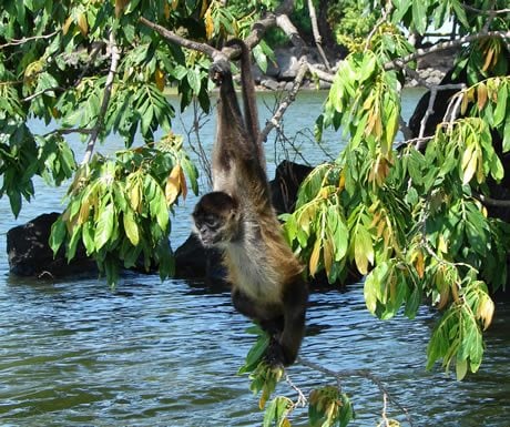 Spider monkey in Nicaragua