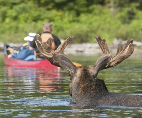 Moose in Algonquin Provincial Park