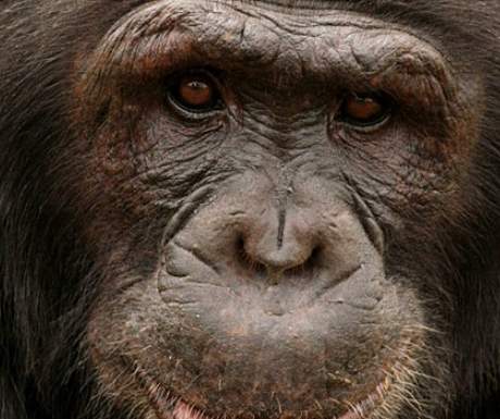 chimps-uganda
