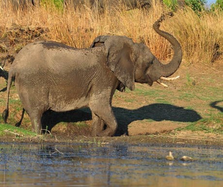 elephant-kafue-river