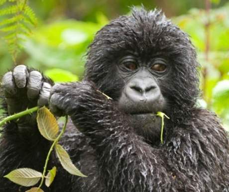 gorilla-rwanda